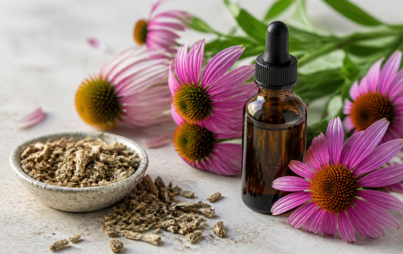 Echinacea: benefits, use and precautions